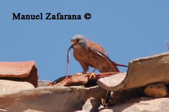 Gongilo o Luscengola???